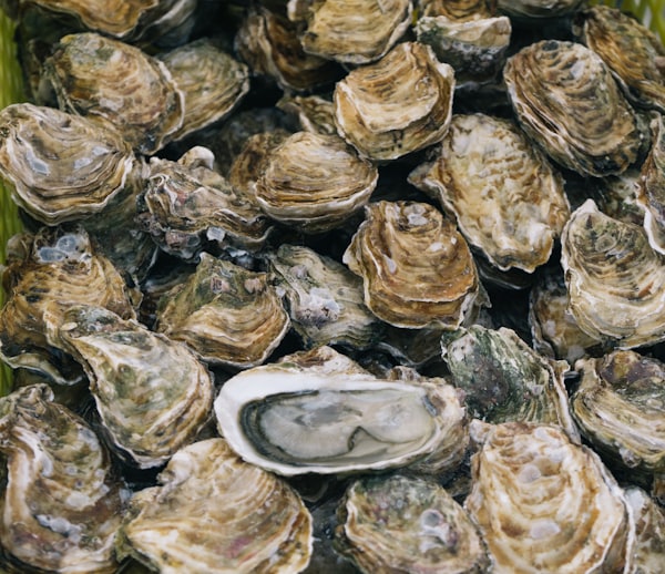 New England seafood dish
